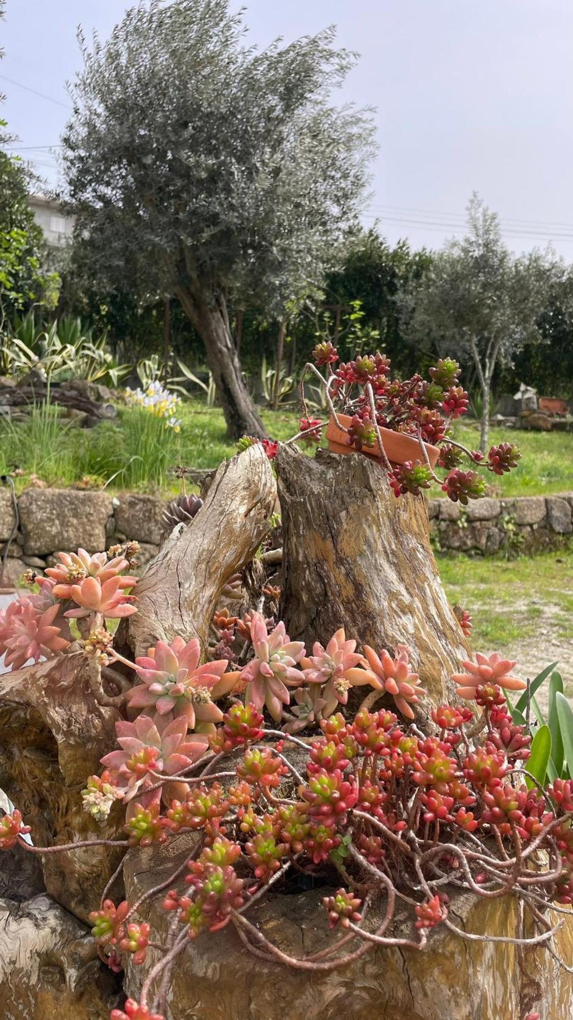 Quinta De Villasete Alpendurada エクステリア 写真
