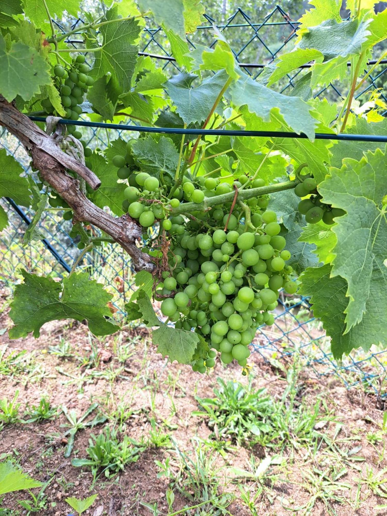 Quinta De Villasete Alpendurada エクステリア 写真